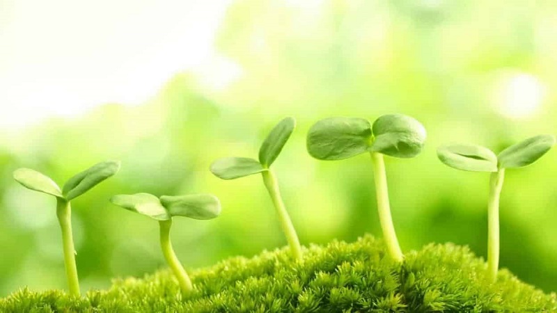 xin giấy kiểm dịch thực phẩm